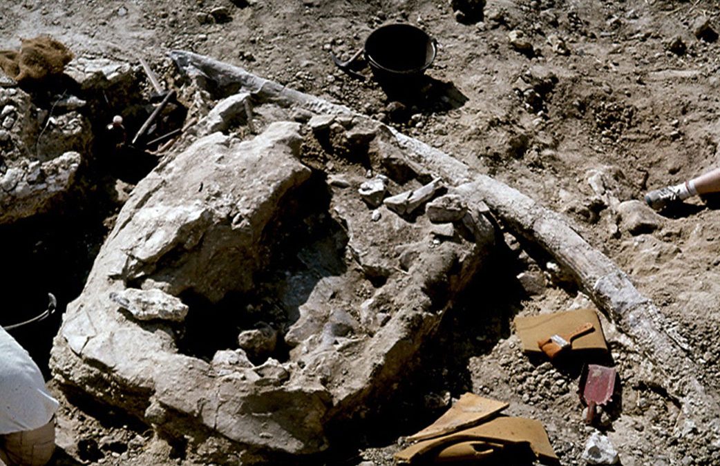 Tortugas Supergigantes de Las Higueruelas