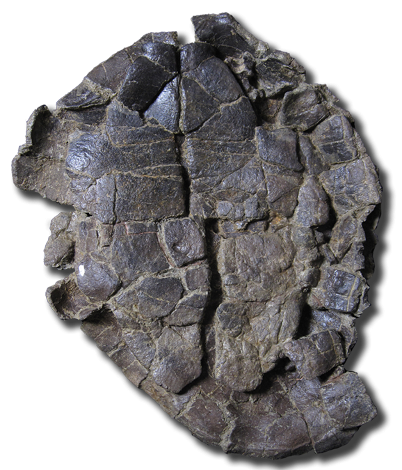 Pelorochelon soriana