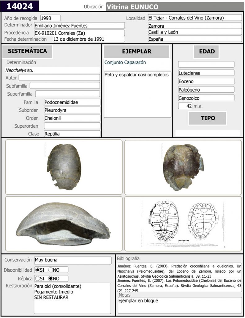 Neochelys-Ficha-Sala-de-las-Tortugas-14024