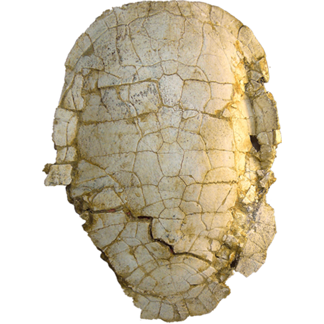 Neochelys zamorensis