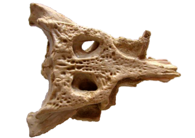 Duerosuchus piscator