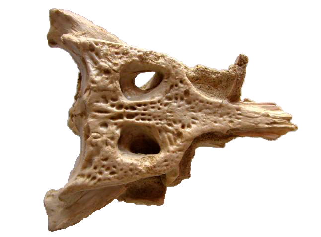 Duerosuchus piscator
