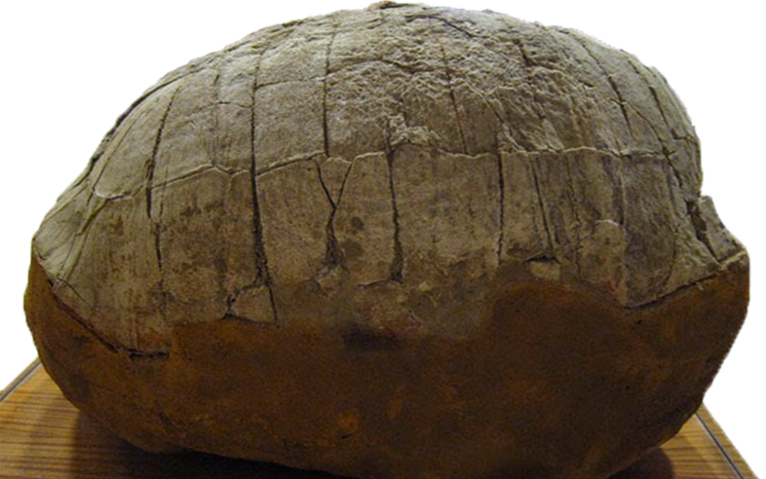La tortuga gigante de Coca-Villeguillo